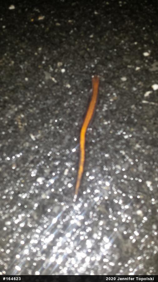 Eastern Red-backed  Salamander