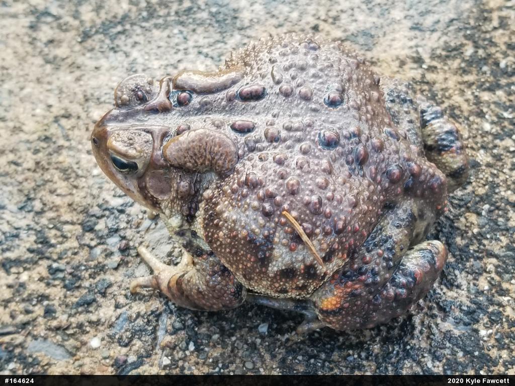 Eastern American Toad