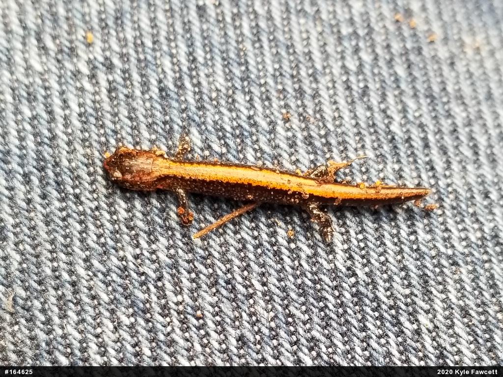 Eastern Red-backed  Salamander