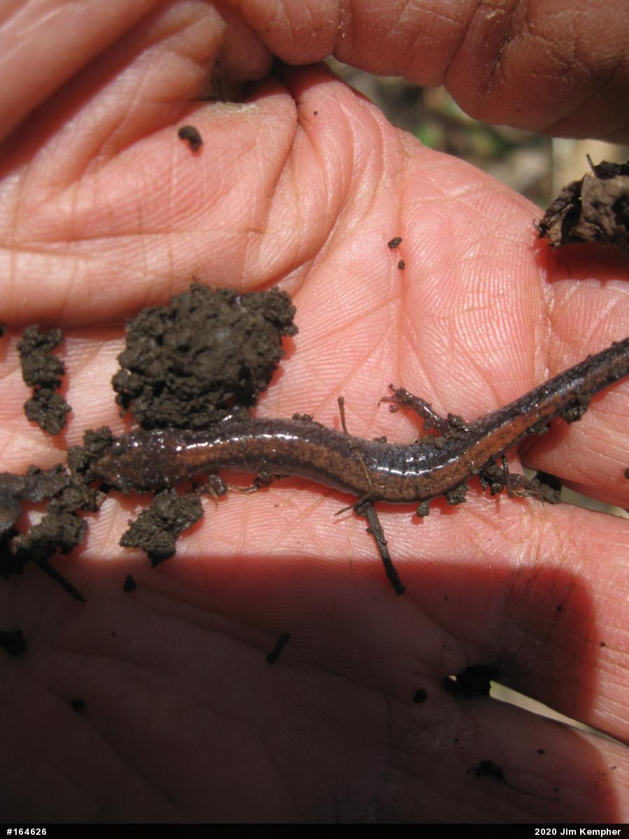 Eastern Red-backed  Salamander