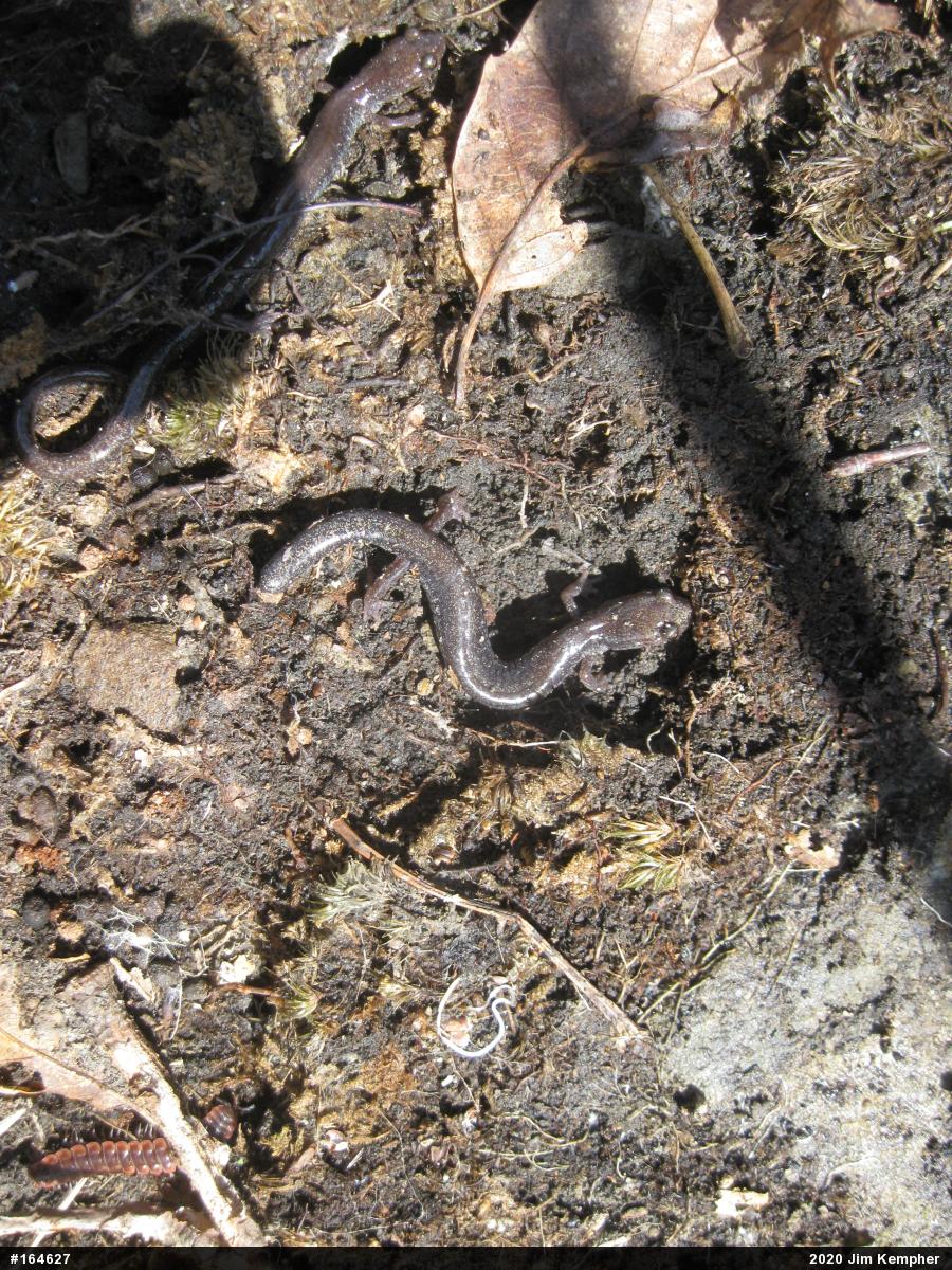 Eastern Red-backed  Salamander