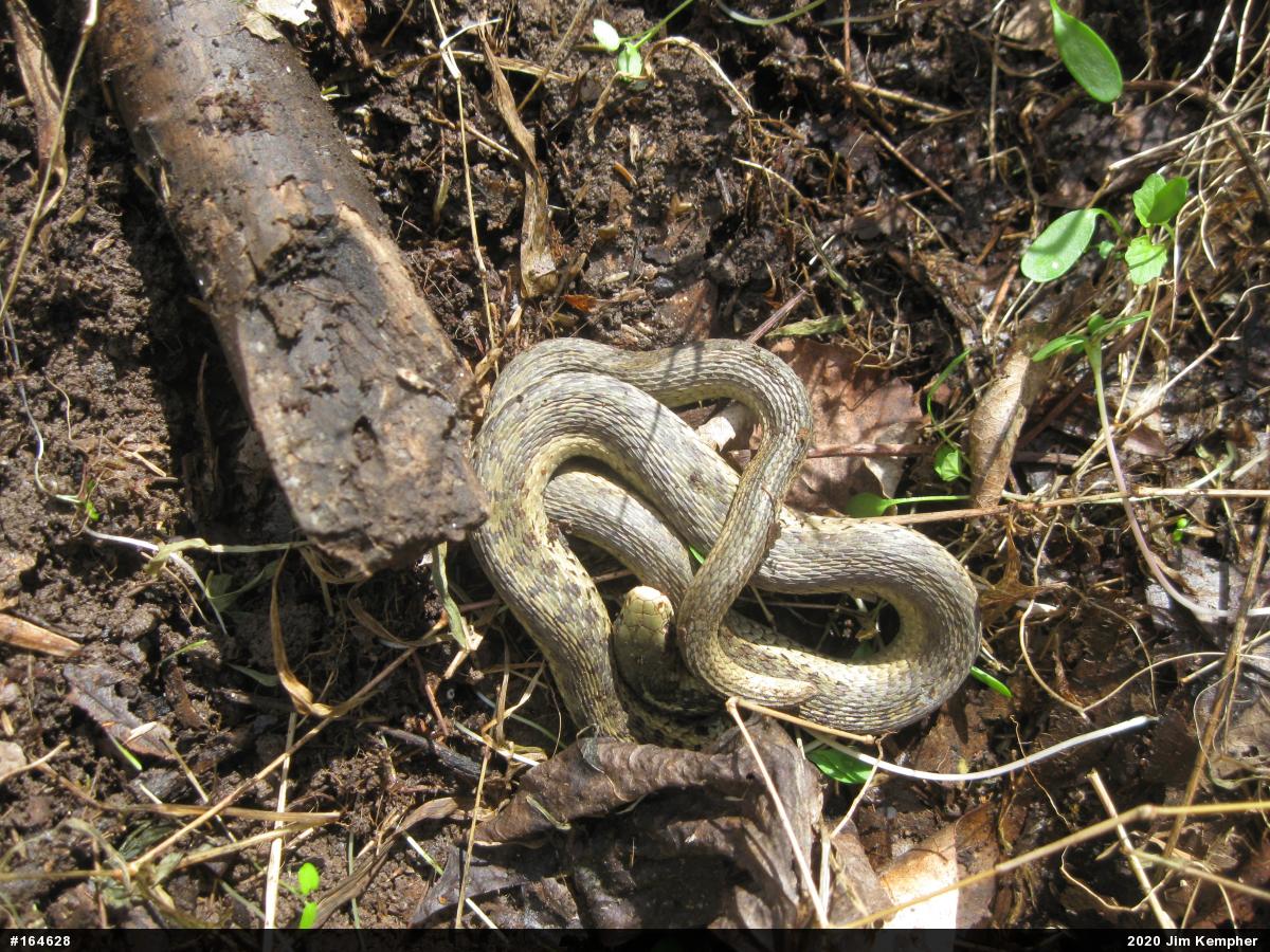 Eastern Gartersnake