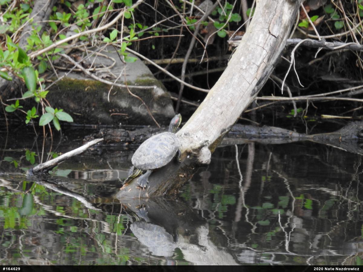 Red-eared Slider