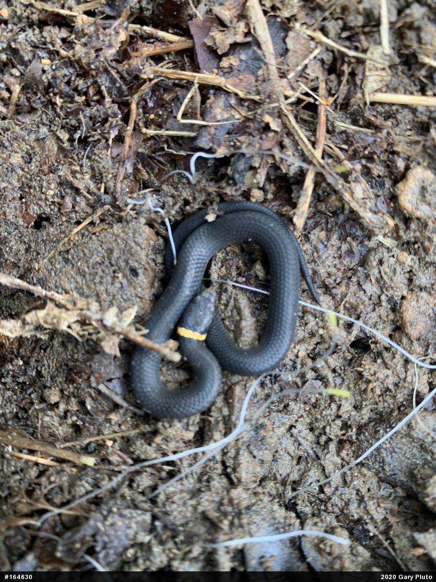 Northern Ring-necked Snake