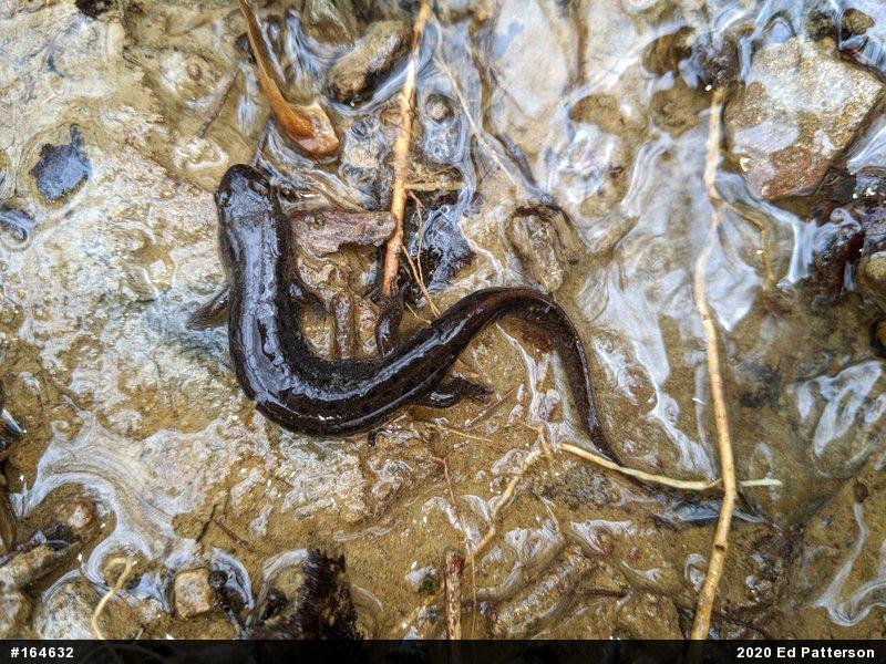 Northern Dusky Salamander