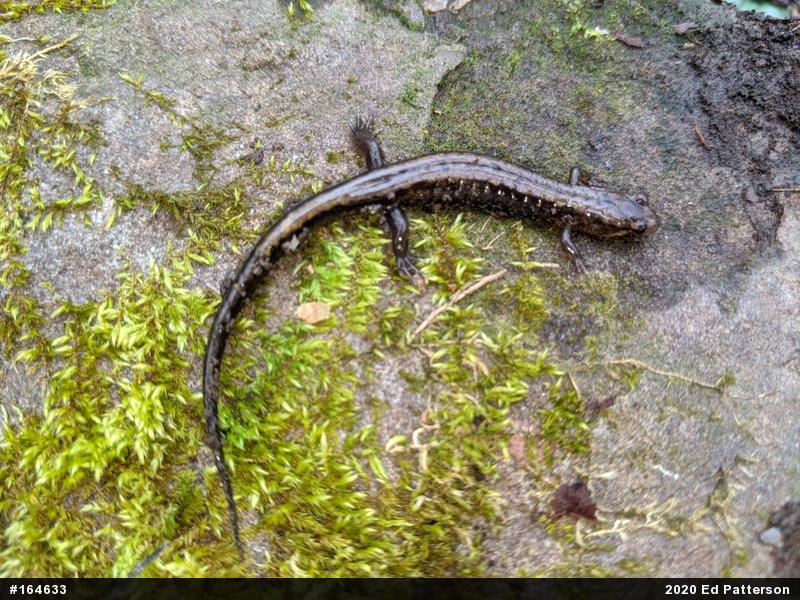 Allegheny Mountain Dusky Salamander
