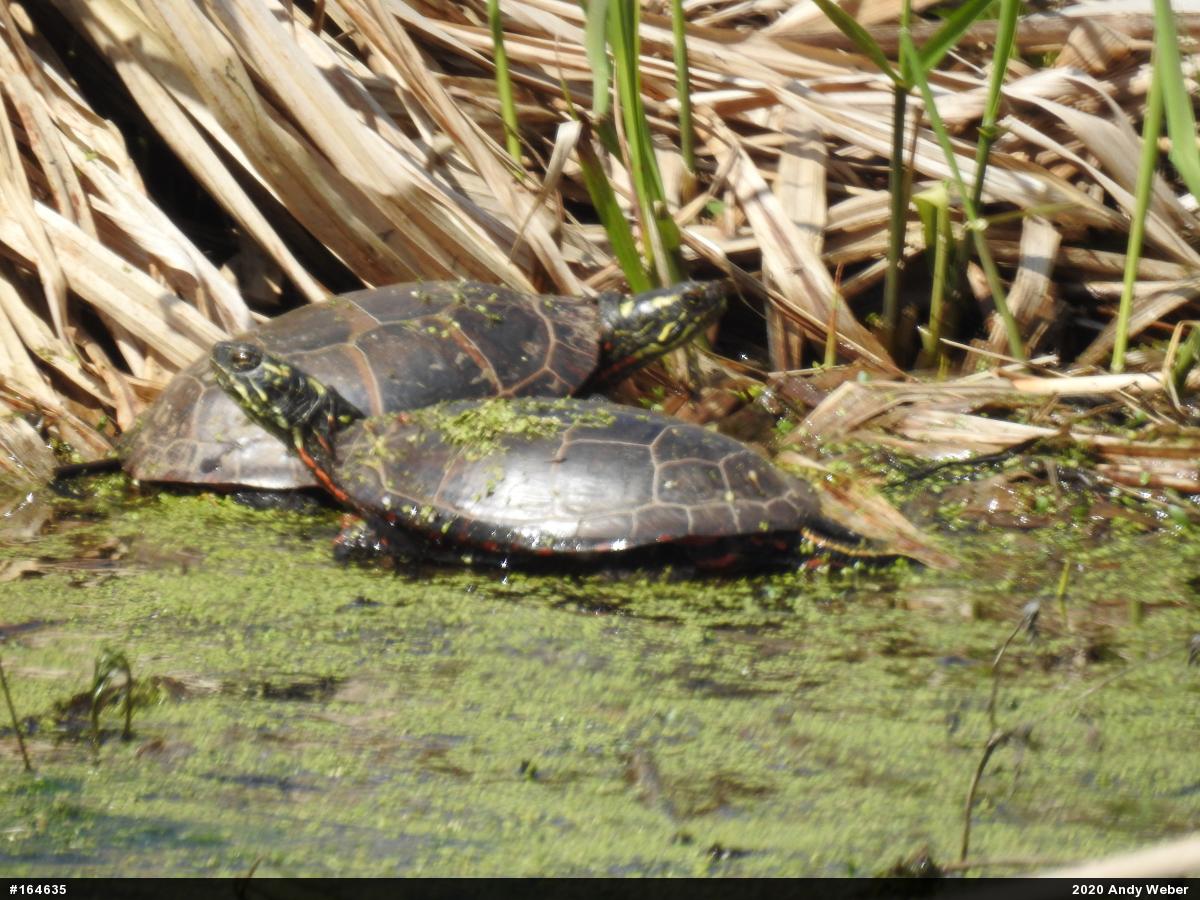 Painted Turtle