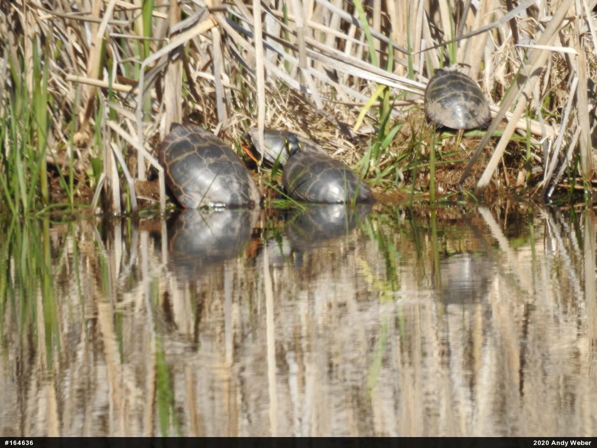 Painted Turtle