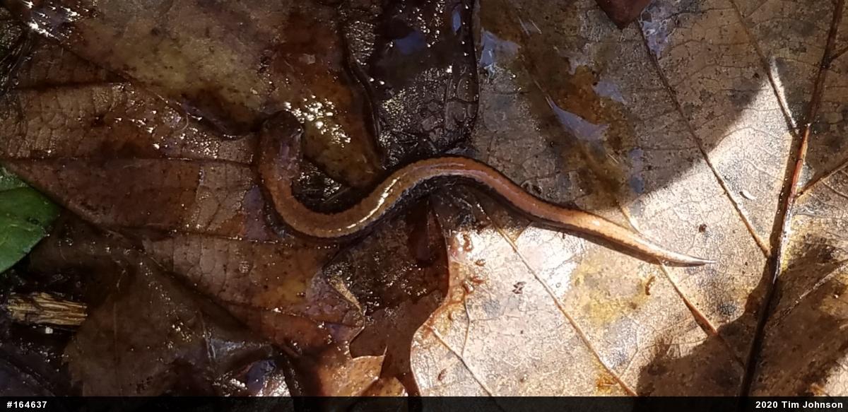 Eastern Red-backed  Salamander