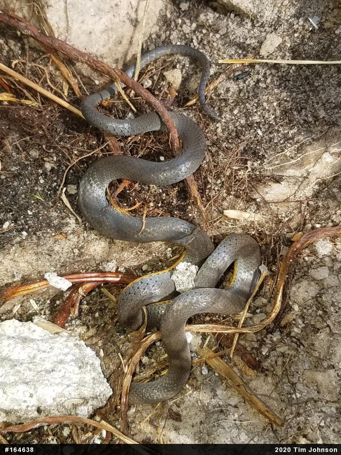 Northern Ring-necked Snake