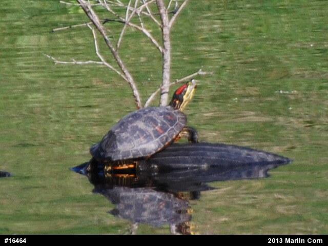 Red-eared Slider