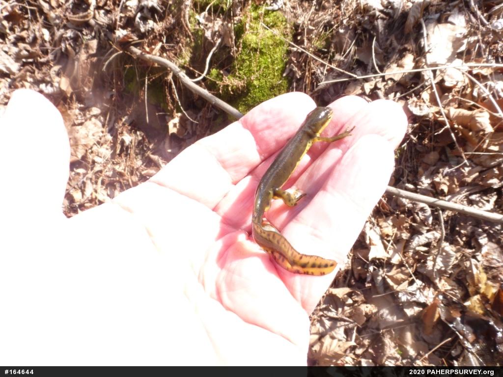 Red-spotted Newt