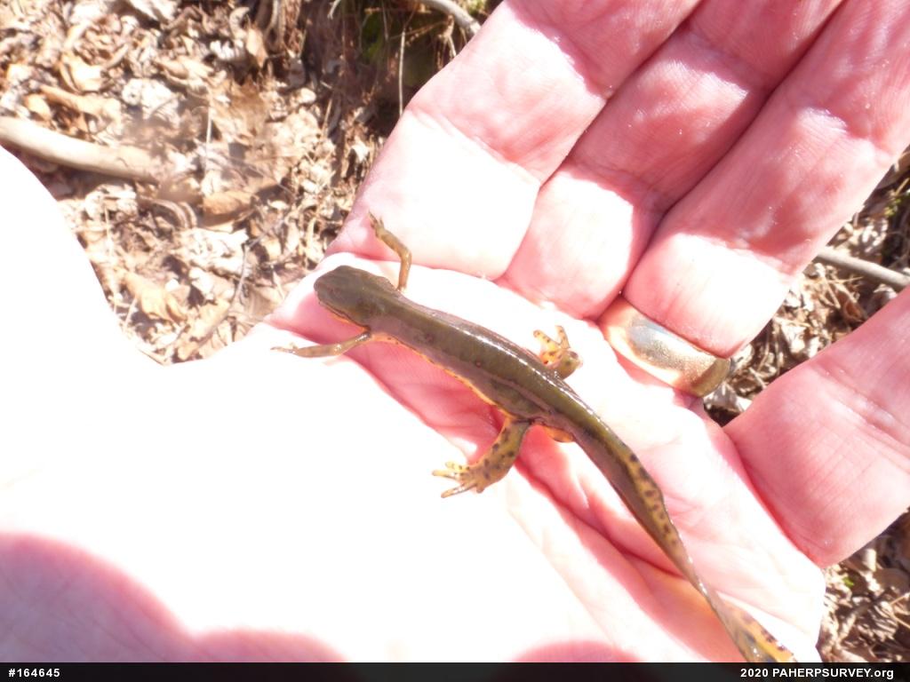 Red-spotted Newt