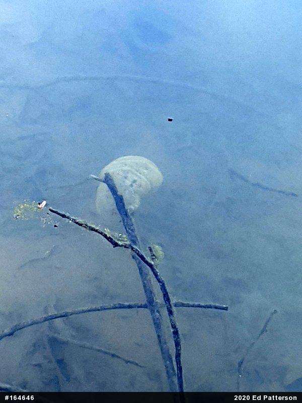 Spotted Salamander