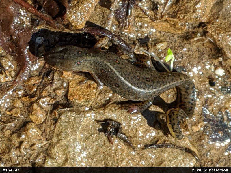 Red-spotted Newt