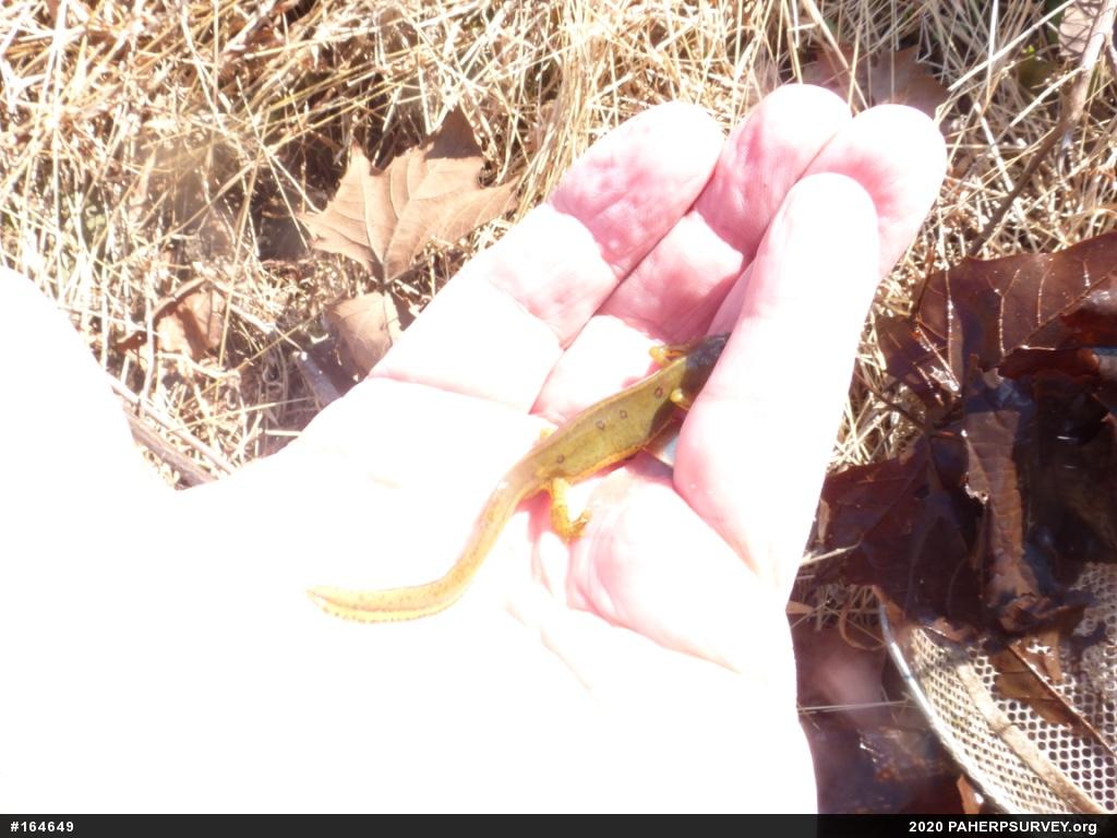 Red-spotted Newt