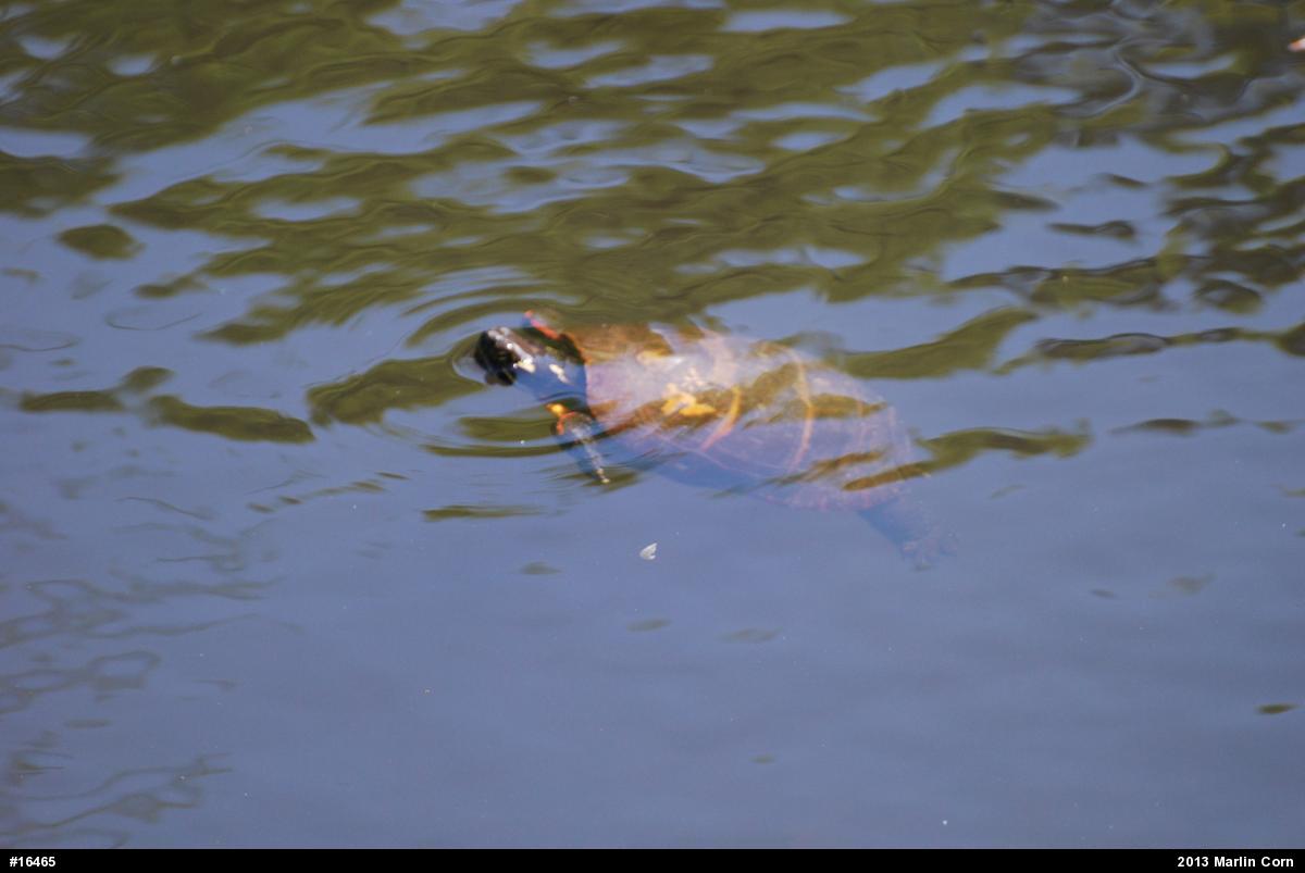 Painted Turtle
