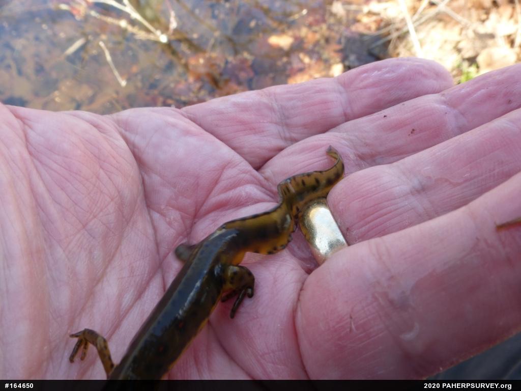 Red-spotted Newt