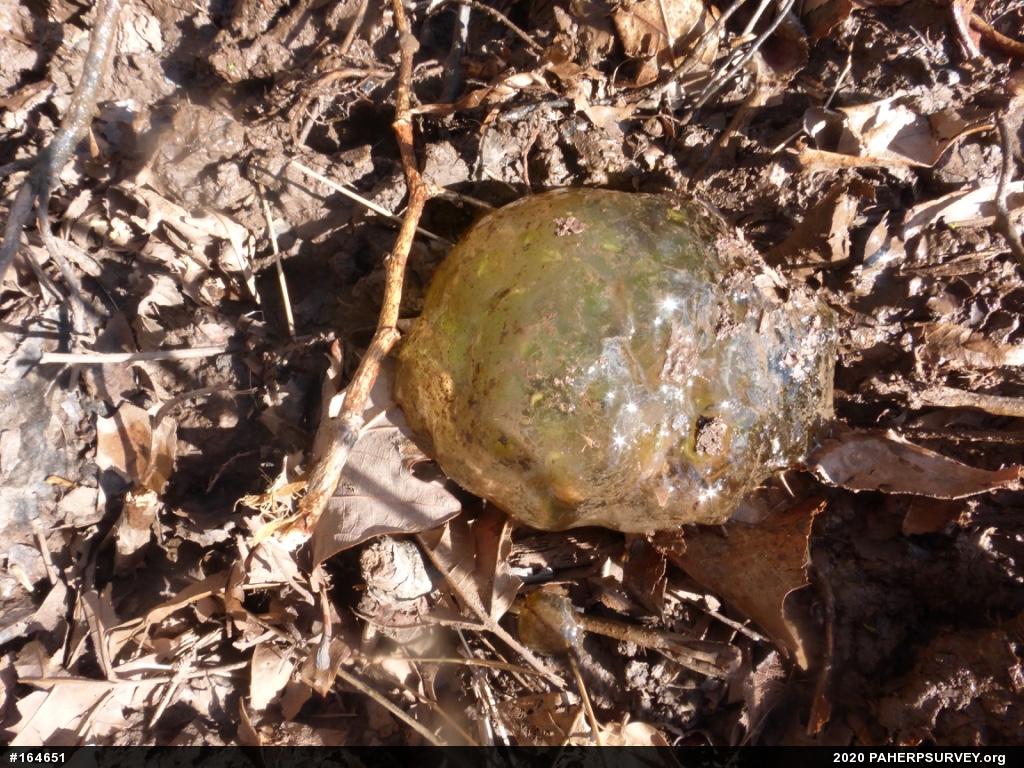 Spotted Salamander