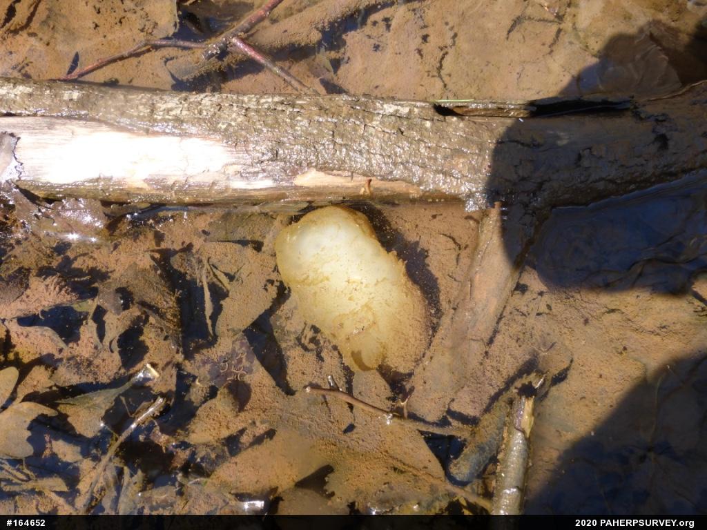Spotted Salamander