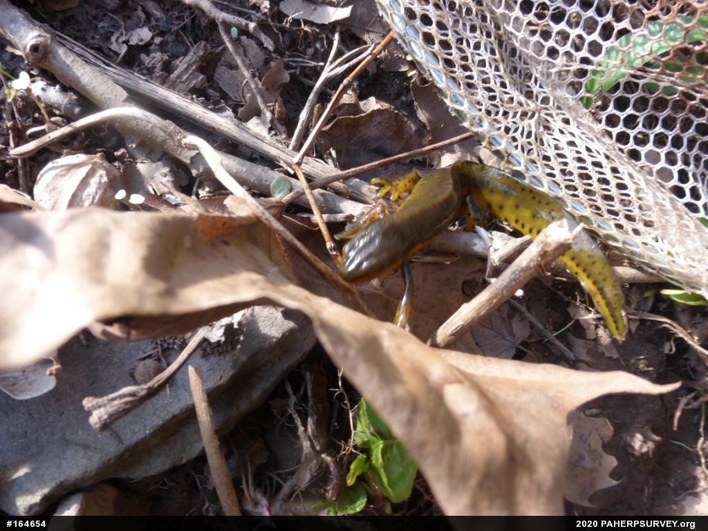 Red-spotted Newt