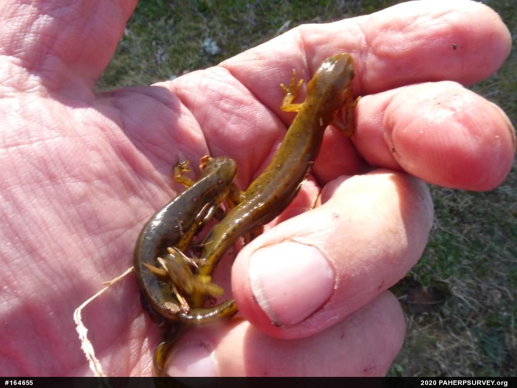 Red-spotted Newt