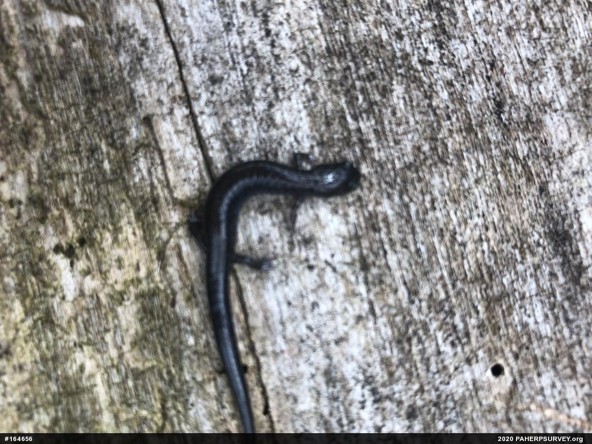 Eastern Red-backed  Salamander