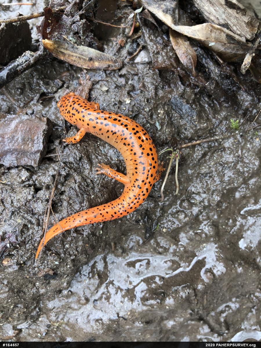 Northern Red Salamander