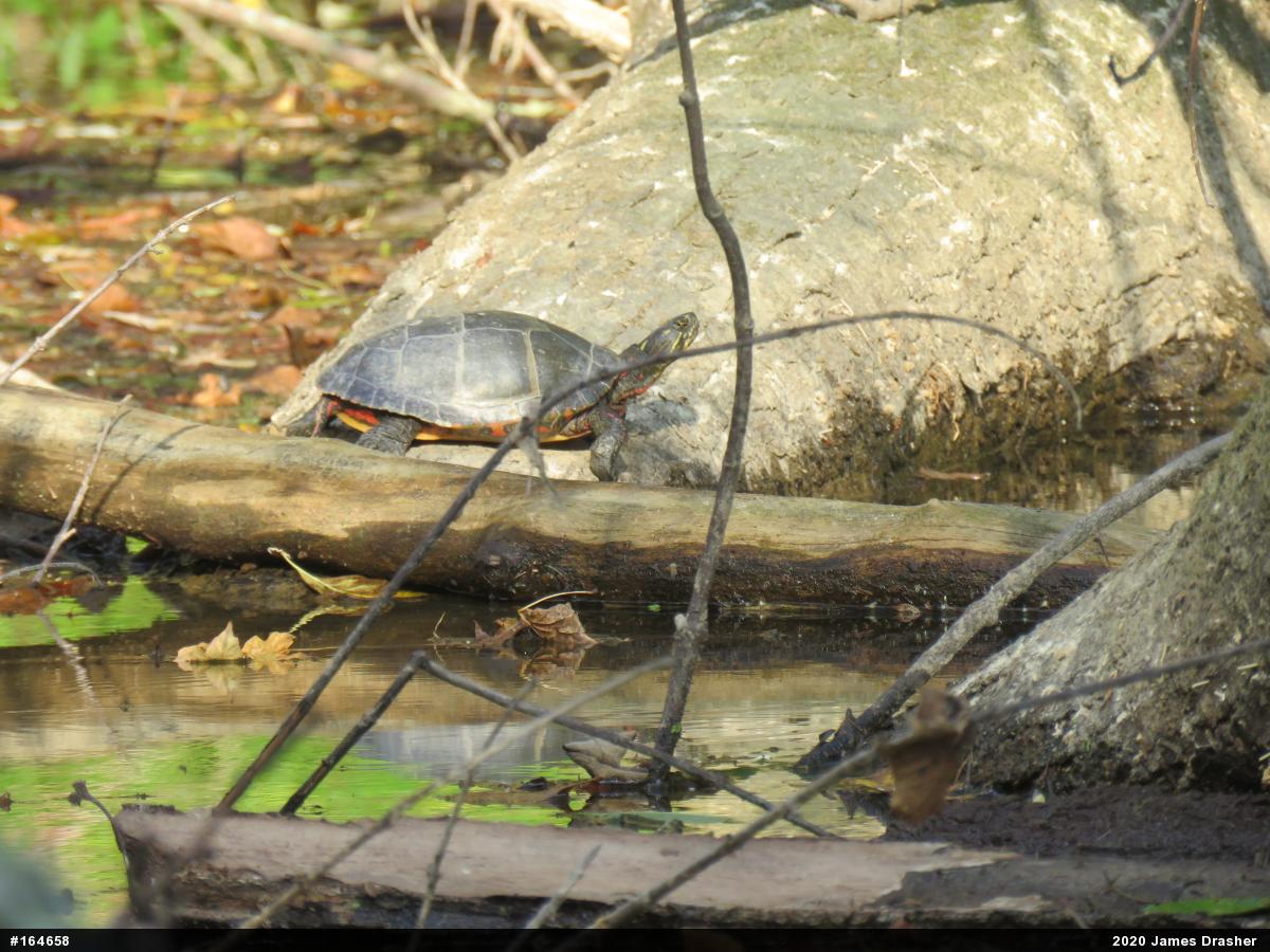 Painted Turtle