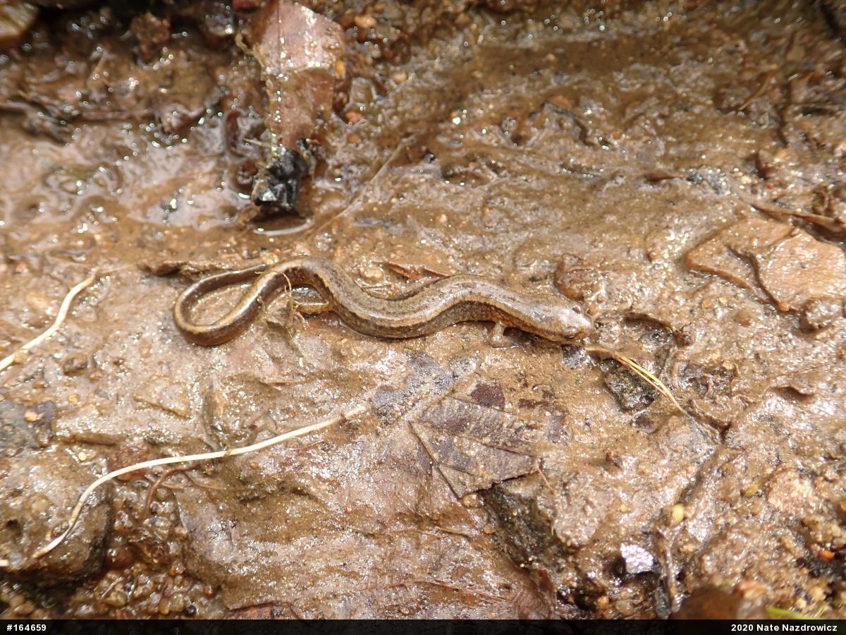 Northern Two-lined Salamander