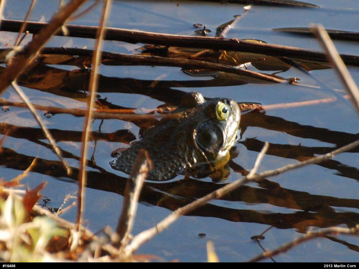 American Bullfrog