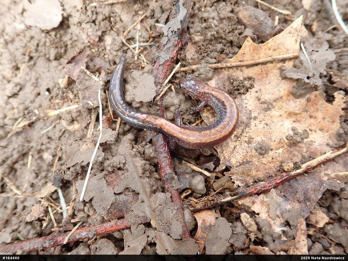 Eastern Red-backed  Salamander