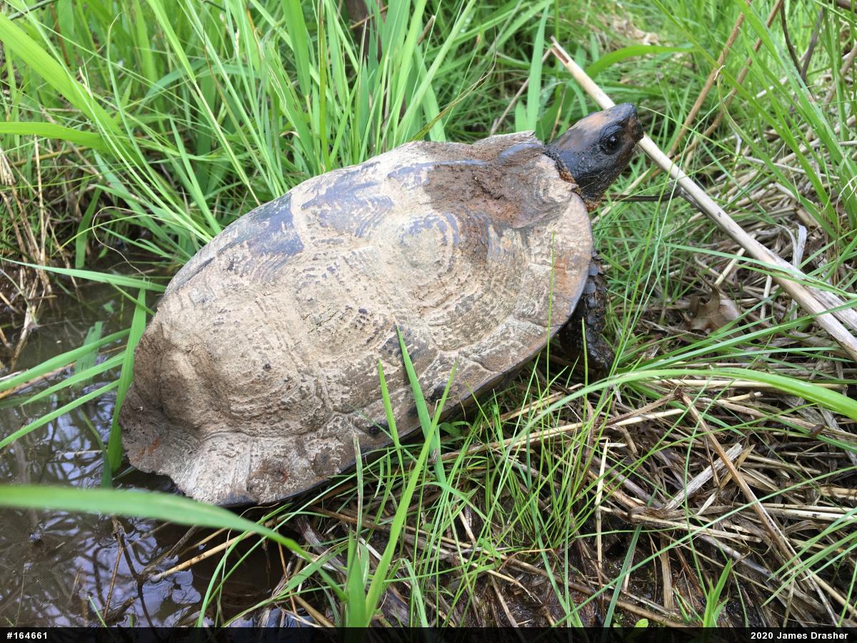 Wood Turtle