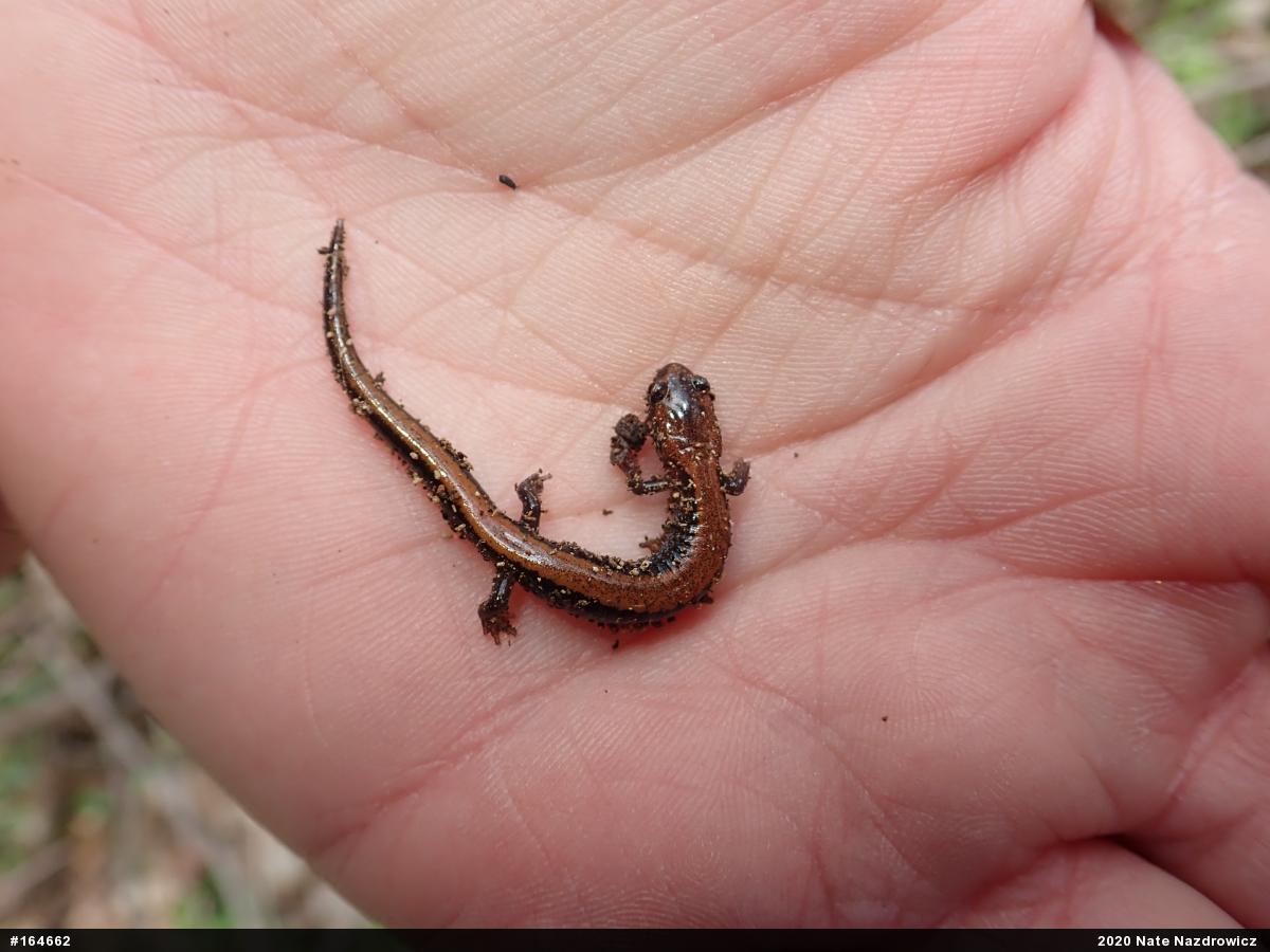 Eastern Red-backed  Salamander