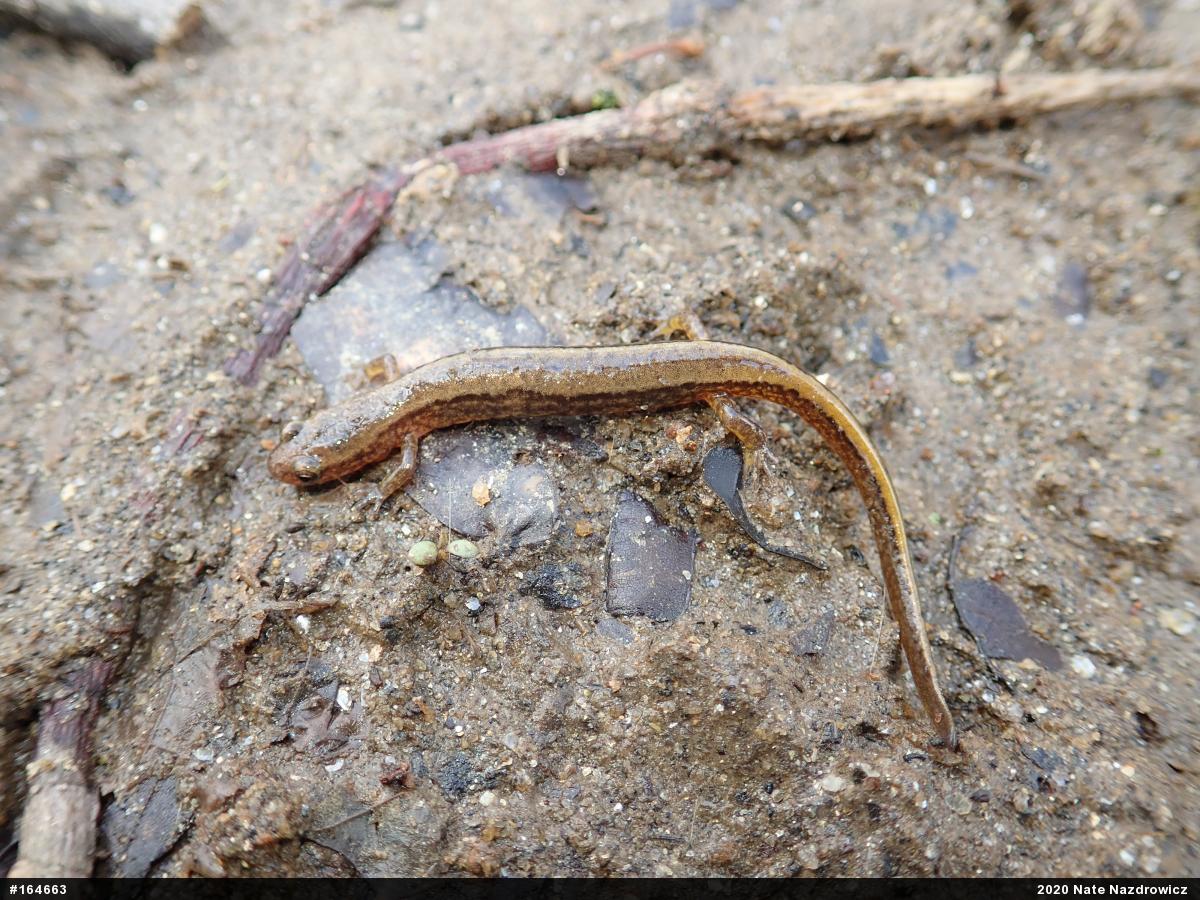 Northern Two-lined Salamander