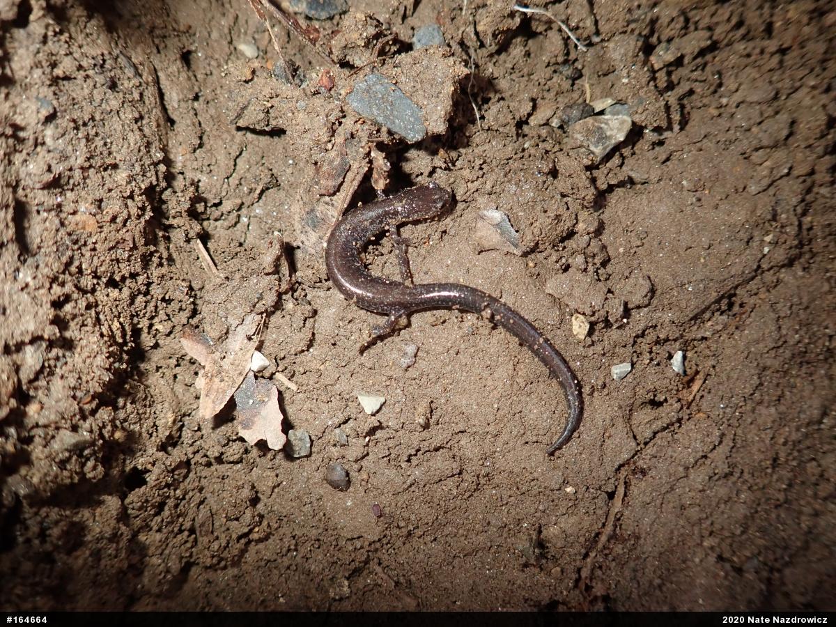 Eastern Red-backed  Salamander