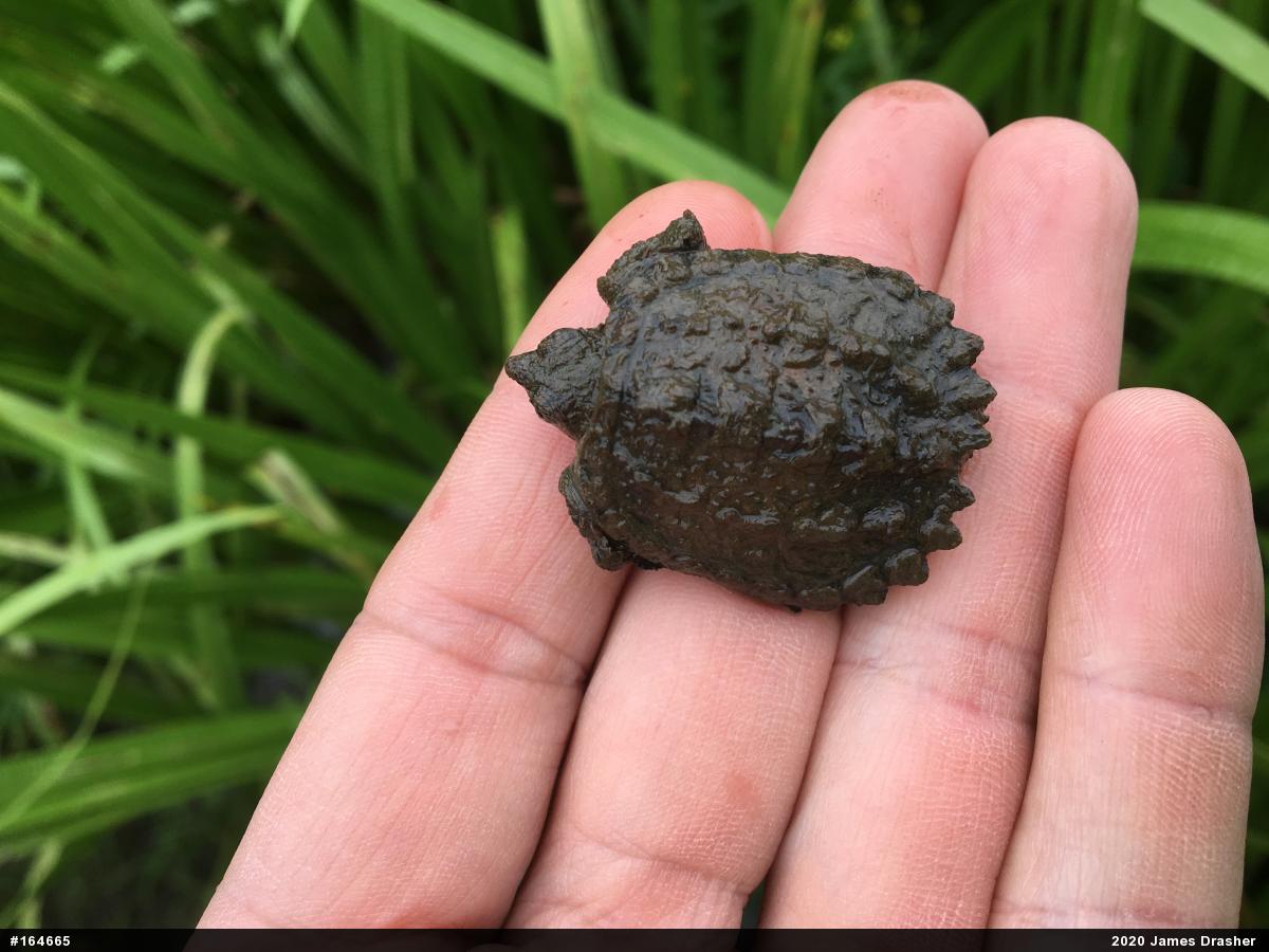 Snapping Turtle
