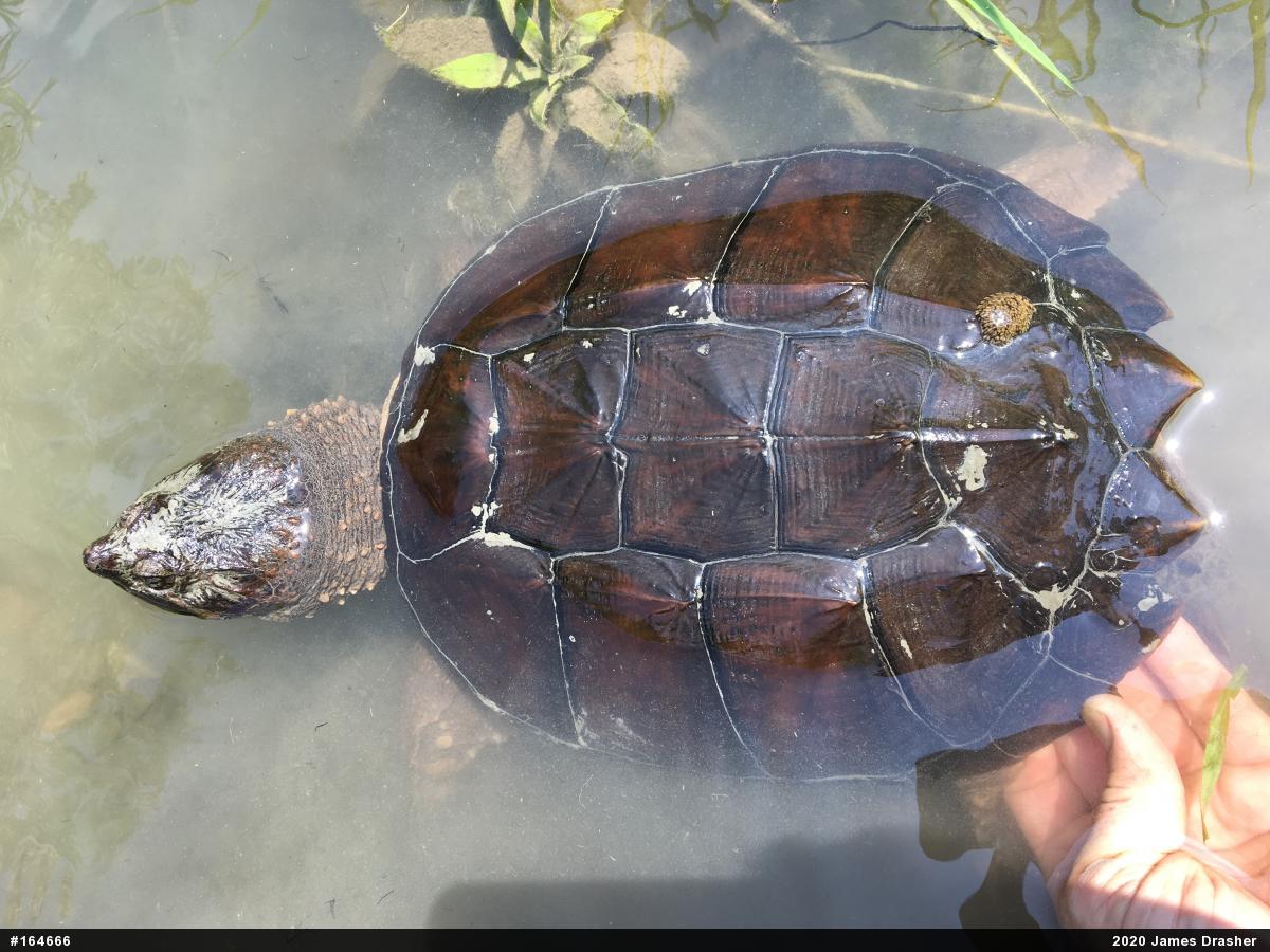 Snapping Turtle