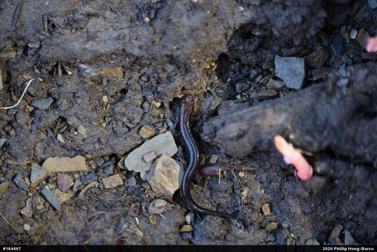 Allegheny Mountain Dusky Salamander