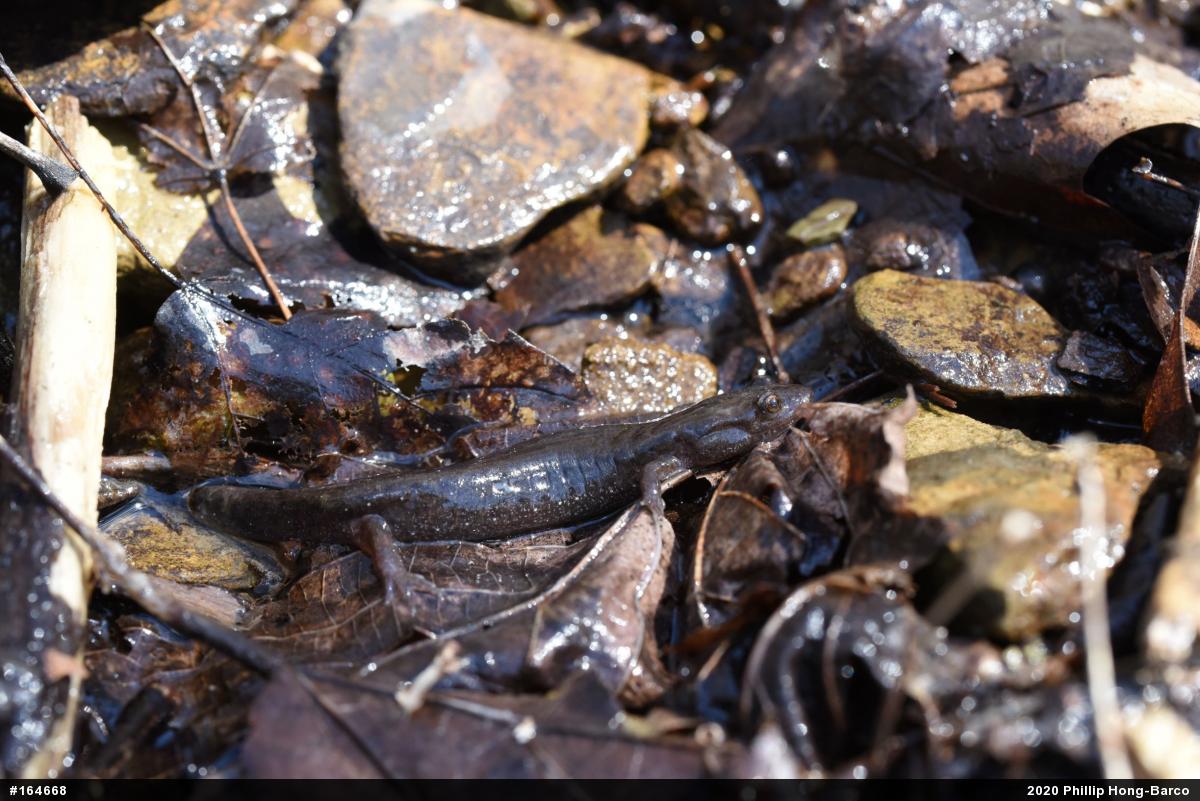 Northern Dusky Salamander