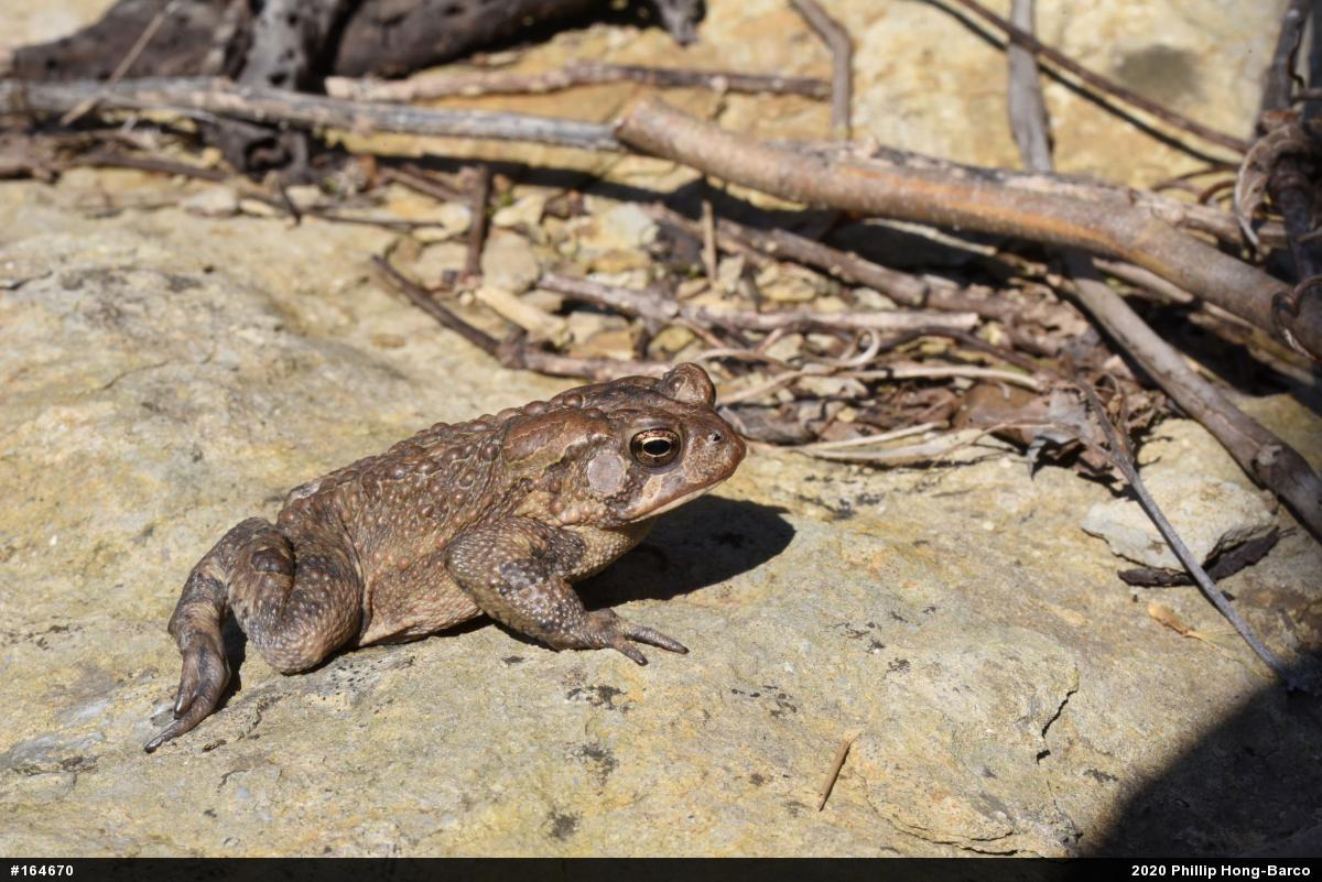 Eastern American Toad