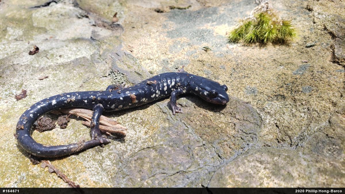 Northern Slimy Salamander