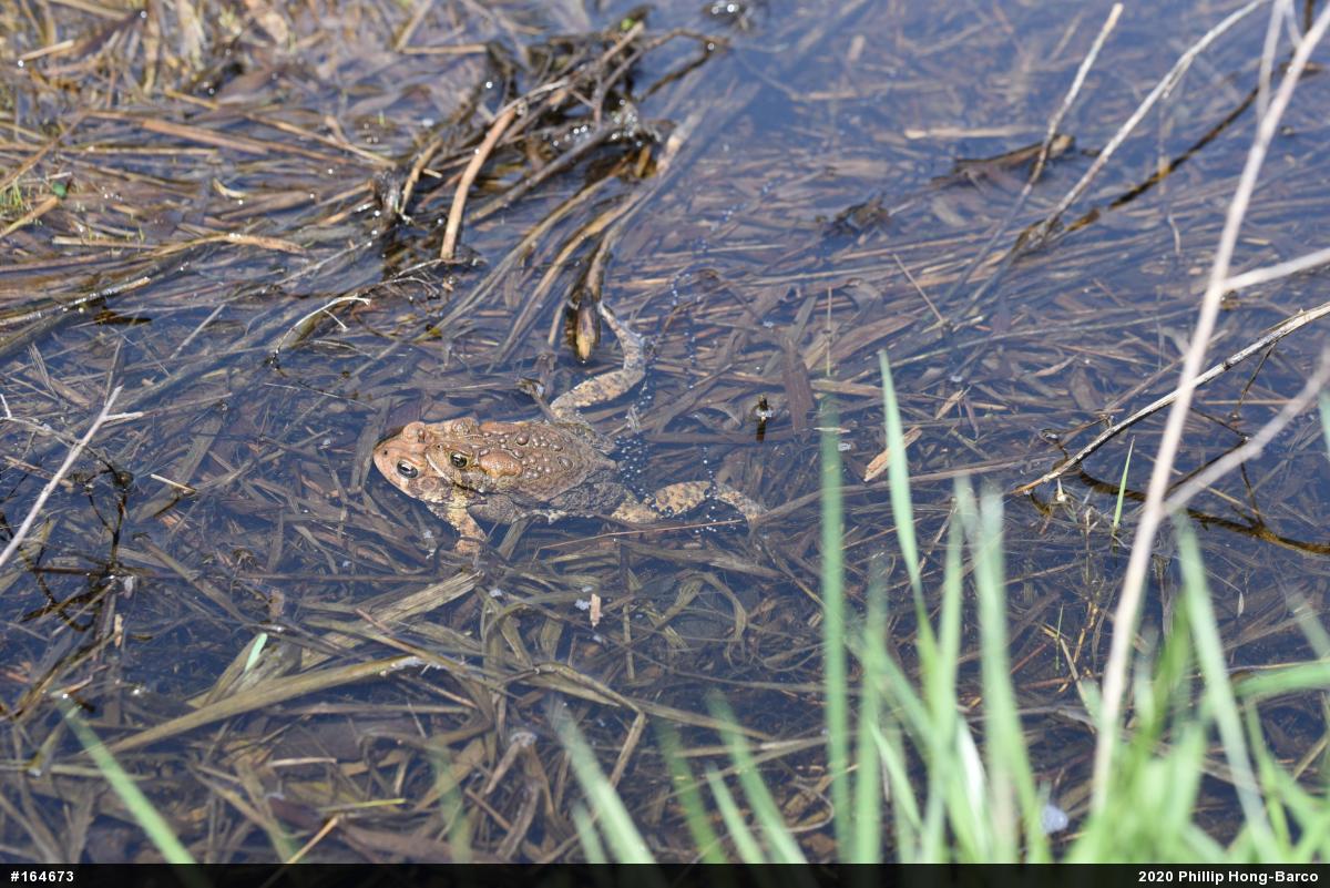 Eastern American Toad