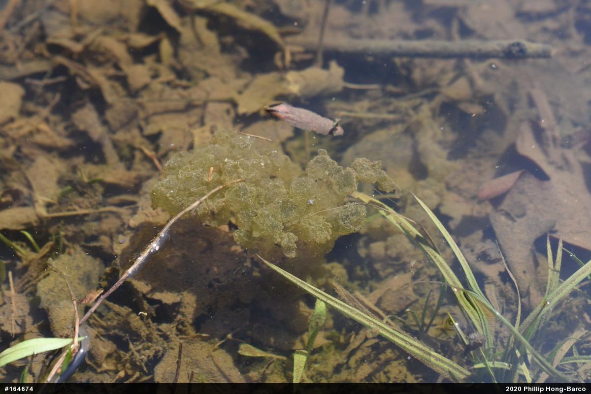 Wood Frog