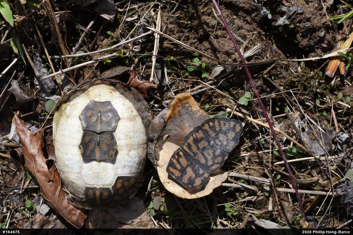 Eastern Box Turtle