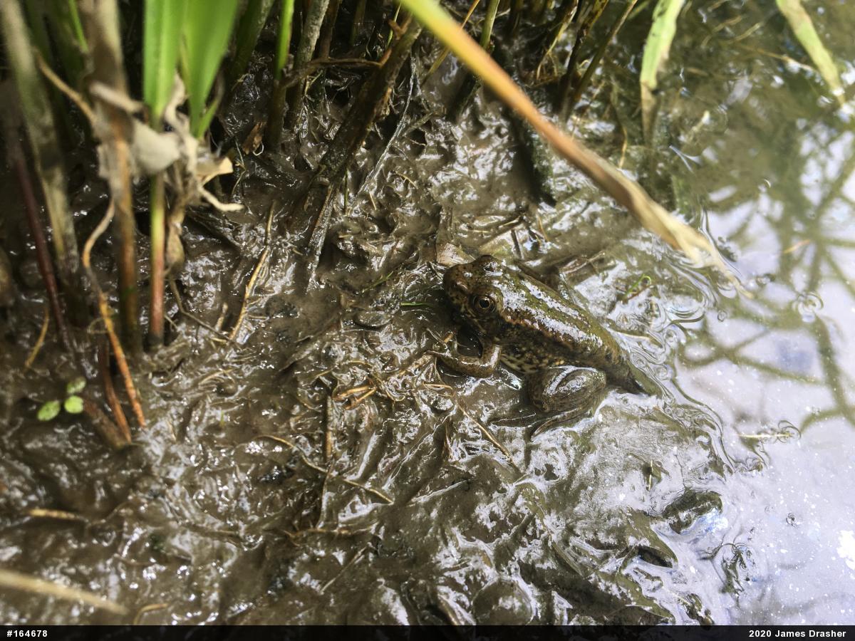 Green Frog