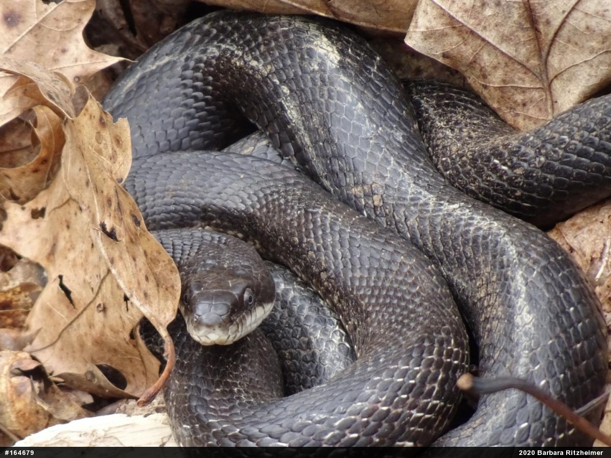 Eastern Ratsnake