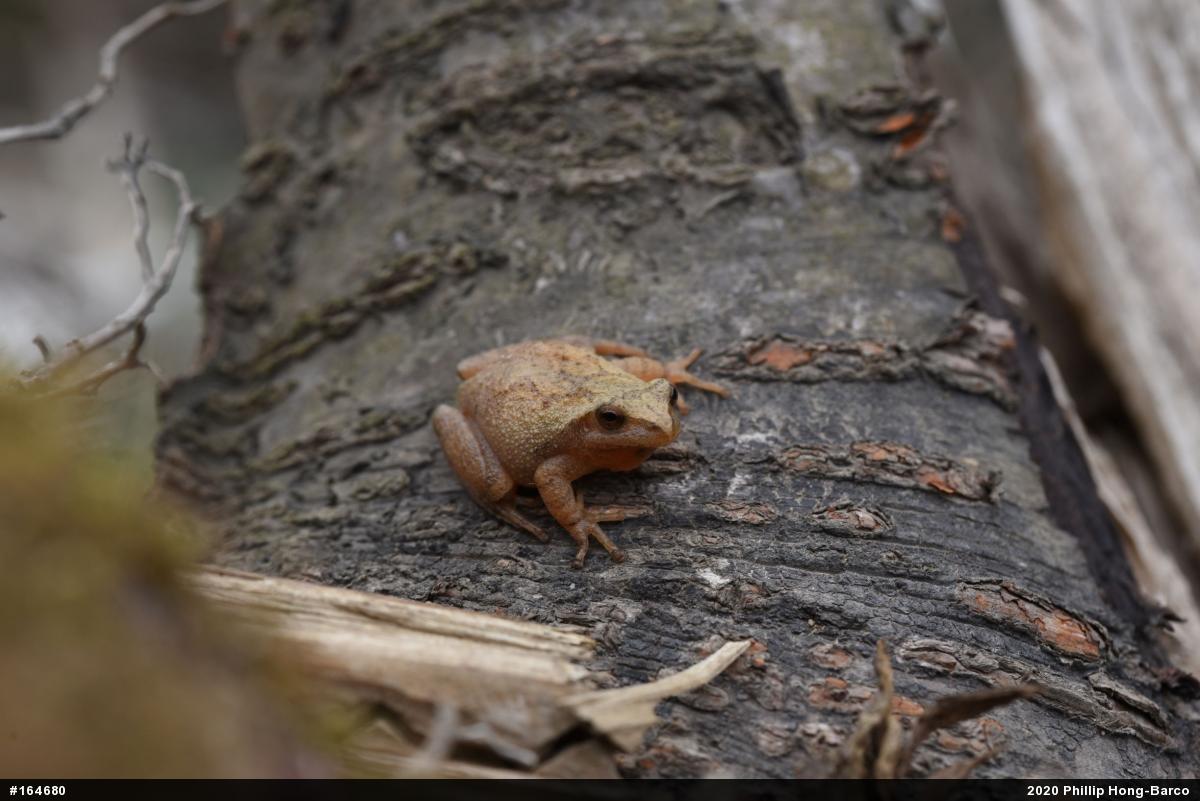 Spring Peeper