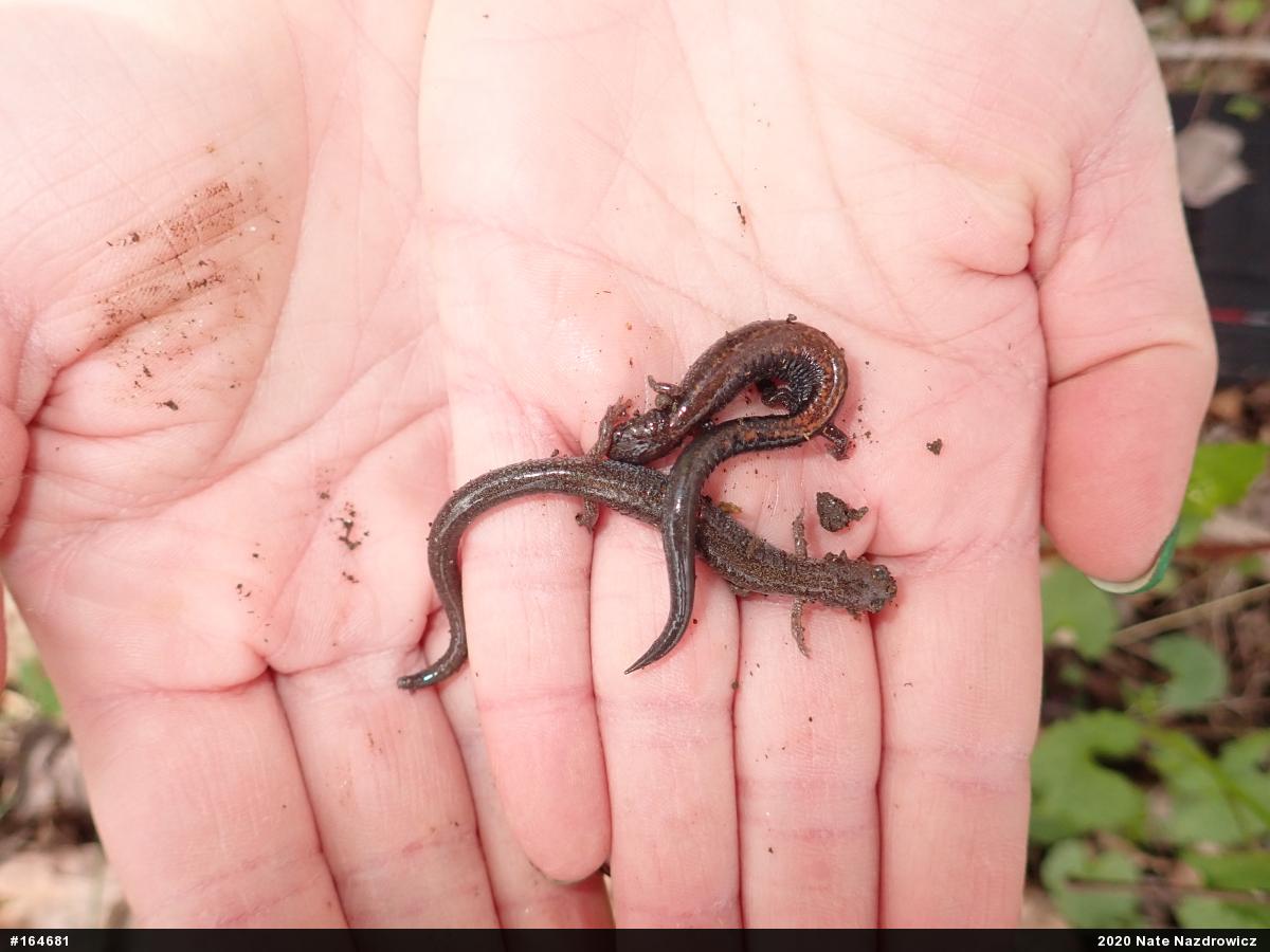 Eastern Red-backed  Salamander