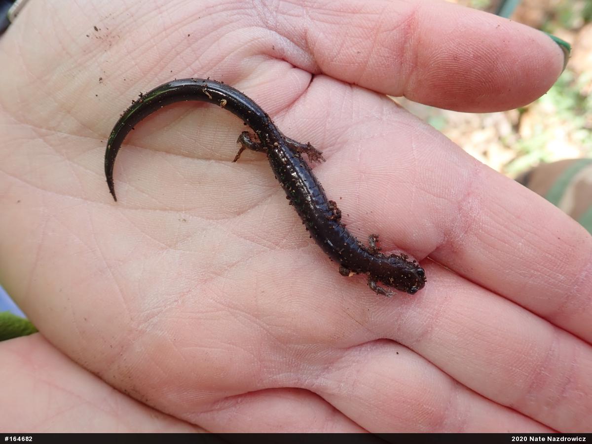Eastern Red-backed  Salamander